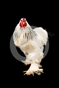 Light brahma rooster