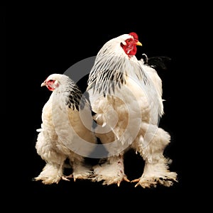 Light brahma rooster and hen photo