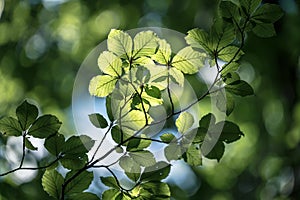 Light breaking through the leaves