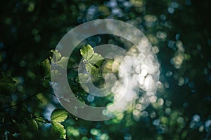 Light breaking through the leaves