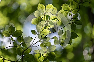 Light breaking through the leaves