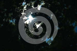 Light breaking through the leaves