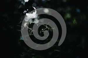 Light breaking through the leaves