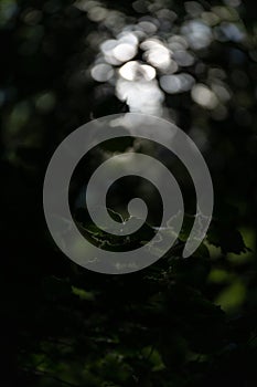 Light breaking through the leaves