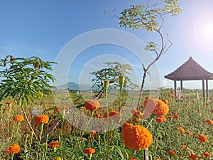 Light and bright clear blue sky over the field surrounding orange marigold flowers garden and the little gazebo.