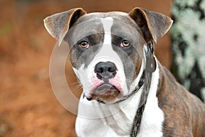 Light brindle Boxer and Pitbull Terrier mix breed dog outside on leash