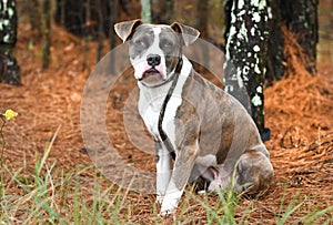 Light brindle Boxer and Pitbull Terrier mix breed dog sitting down outside on leash