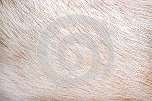 Light brown animal texture or dog fur patterns skin background