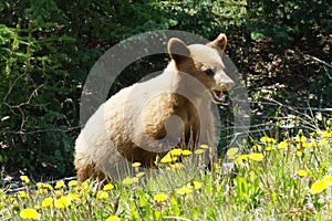 Light brown bear cub is feeding on dandelions