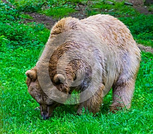 Light brown bear grazing in a pasture of the forest, omnivorous mammals