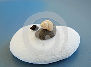 Light brown and black shells on white and brown stones