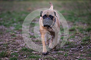 Light-brown Bullmastiff dog is leisurely walking across a lush grassy meadow on an overcast day