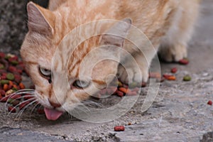 light brown cat eating, close-up
