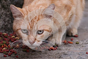 light brown cat eating on the ground