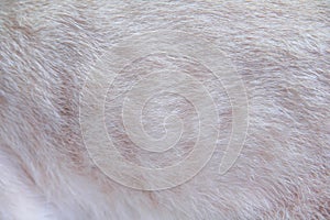 Light brown cat fur patterns abstract texture for background