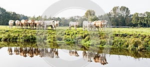 Light brown colored cows are reflected in the water