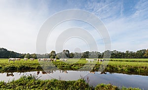 Light brown colored cows are reflected in the water