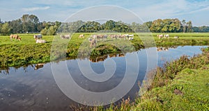 Light brown colored cows are reflected in the water