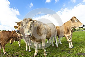 Light brown cows