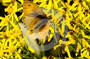 Light brown day butterfly.