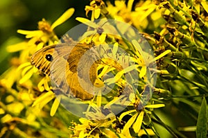 Light brown day butterfly.