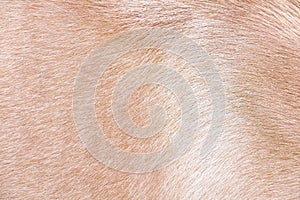 Light brown dog fur texture , Nature animal  skin  background