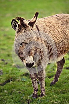 Light brown donkey in meadow looking