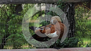 A light brown duck stands on one paw and cleans feather