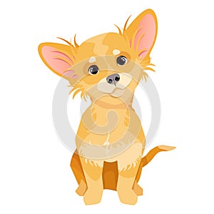 Light brown fluffy chihuahua sitting