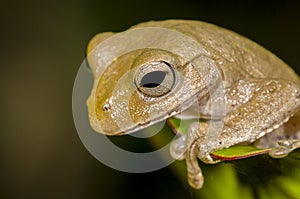 Light-brown frog on Philodendron leaf