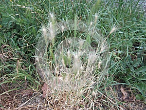 Light Brown Grasses on the Way