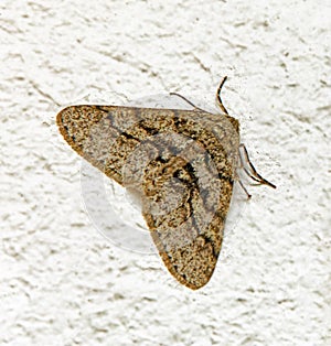 light brown grey moth with black curving stripes in early Spring