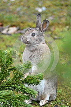 Light brown-grey rabbit outdoors, standing upright and watching
