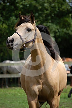 Light brown horse