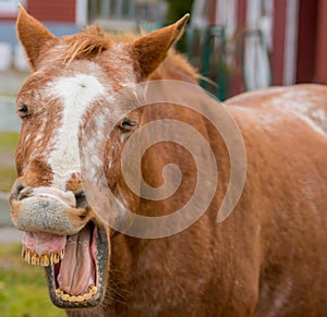 A light brown horse in a barnyard laughs with his mouth wide open