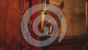 A Light Brown Horse With A Blonde Mane Looking Out From The Window Of The Stall