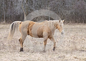 A light brown horse walking in a meadow on Wolfe Island, Ontario, Canada