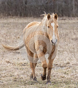 Light brown horse walking in a meadow on Wolfe Island, Ontario, Canada