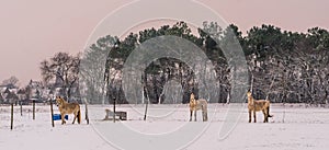 Light brown horses standing in the pasture and looking at the camera during winter season, white snowy meadow, beautiful nature