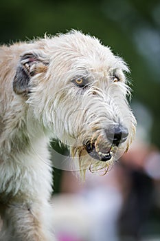 Light Brown Irish Wolfhound