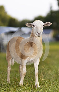 Light brown Katahdin sheep lamb