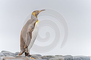 Light brown king penguins with melanism on South Georgia. A genetic mutation causes unusual brown plumage colouration.