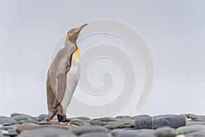 Light brown king penguins with melanism on South Georgia. A genetic mutation causes unusual brown plumage colouration. photo