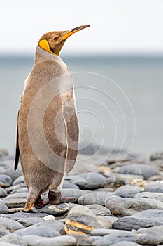 Light brown king penguins with melanism on South Georgia. A genetic mutation causes unusual brown plumage colouration. photo