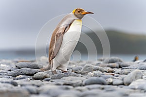 Light brown king penguins with melanism on South Georgia. A genetic mutation causes unusual brown plumage colouration. photo