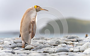Light brown king penguins with melanism on South Georgia. A genetic mutation causes unusual brown plumage colouration. photo
