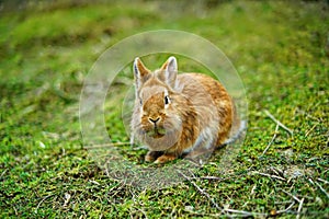 Light brown lionhead rabbit outdoors on the lawn, watching