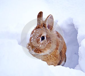 Light brown lionhead rabbit outdoors in the snow, watching