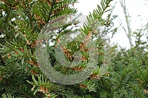 Light brown male cones on branch of yew