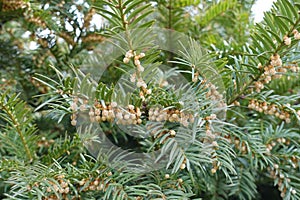 Light brown male cones in the leafage of yew in April photo